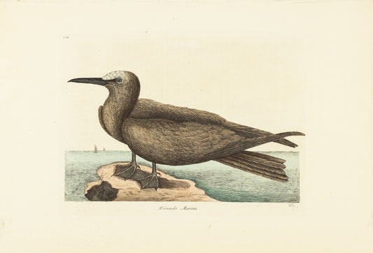 Catesby, Mark. Vol.I, Tab. 88, The Noddy