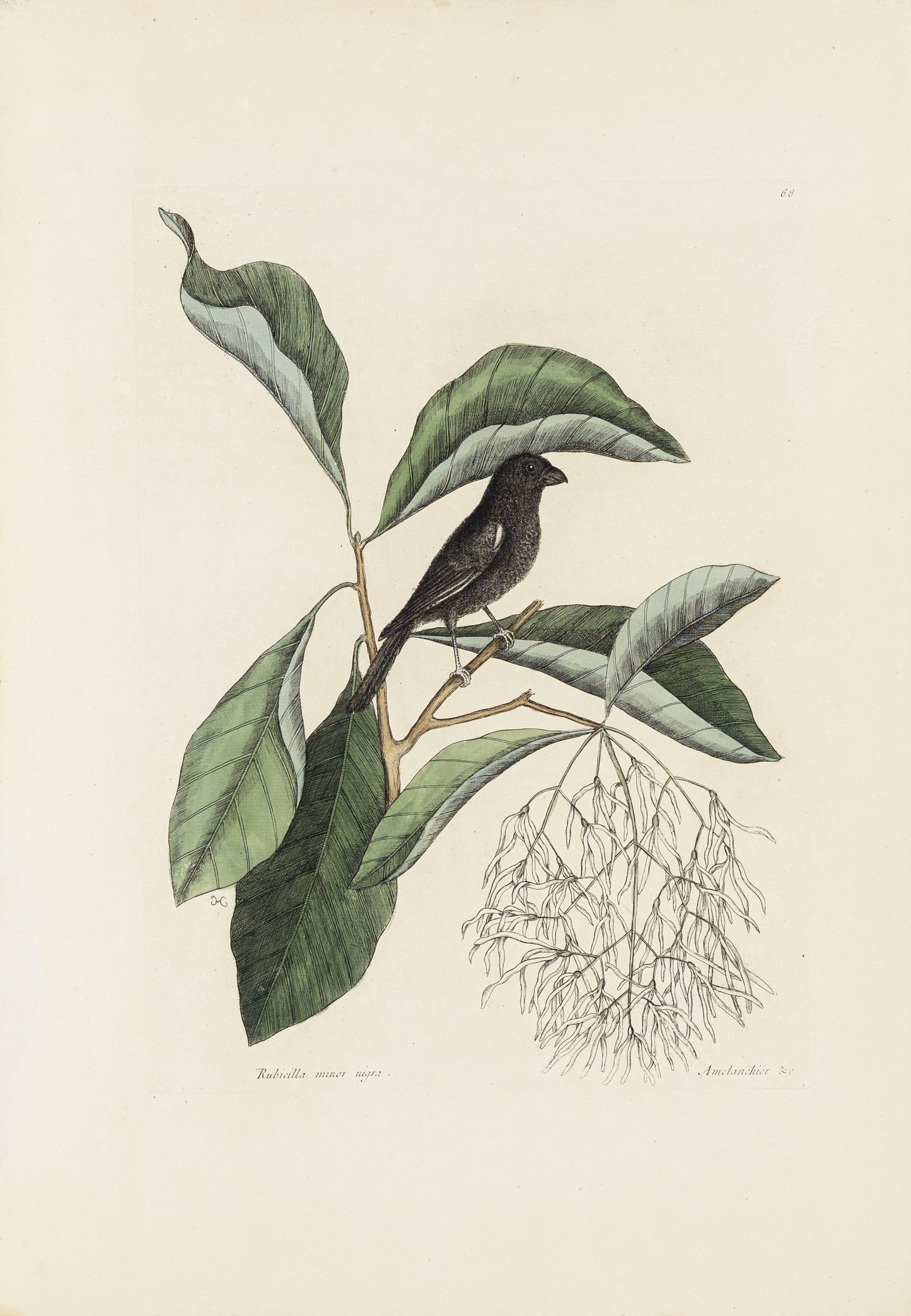 Catesby, Mark. Vol.I, Tab. 68, The little black Bulfinch