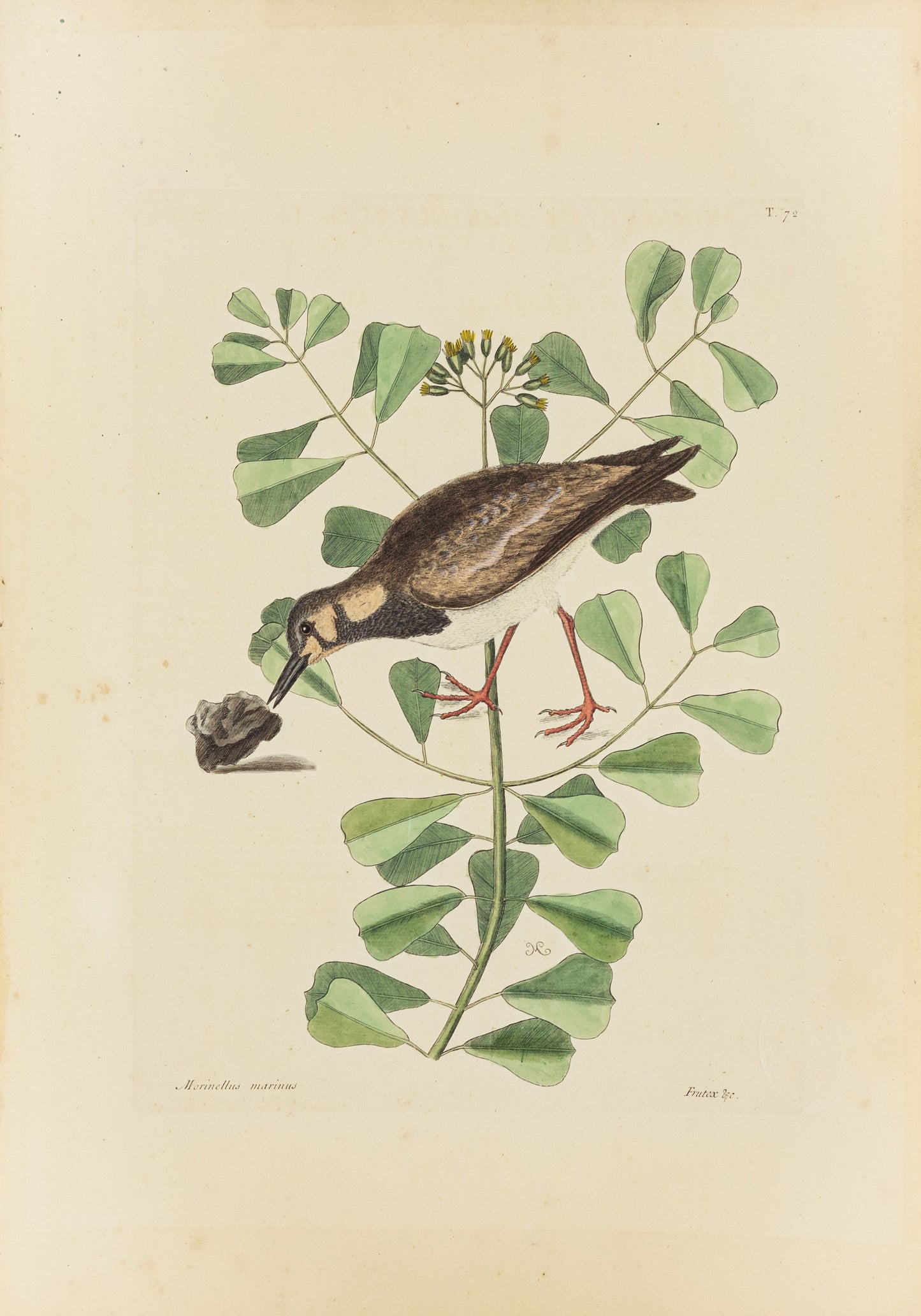 Catesby, Mark. Vol.I, Tab. 72, The Turn-Stone or Sea-Dottrel