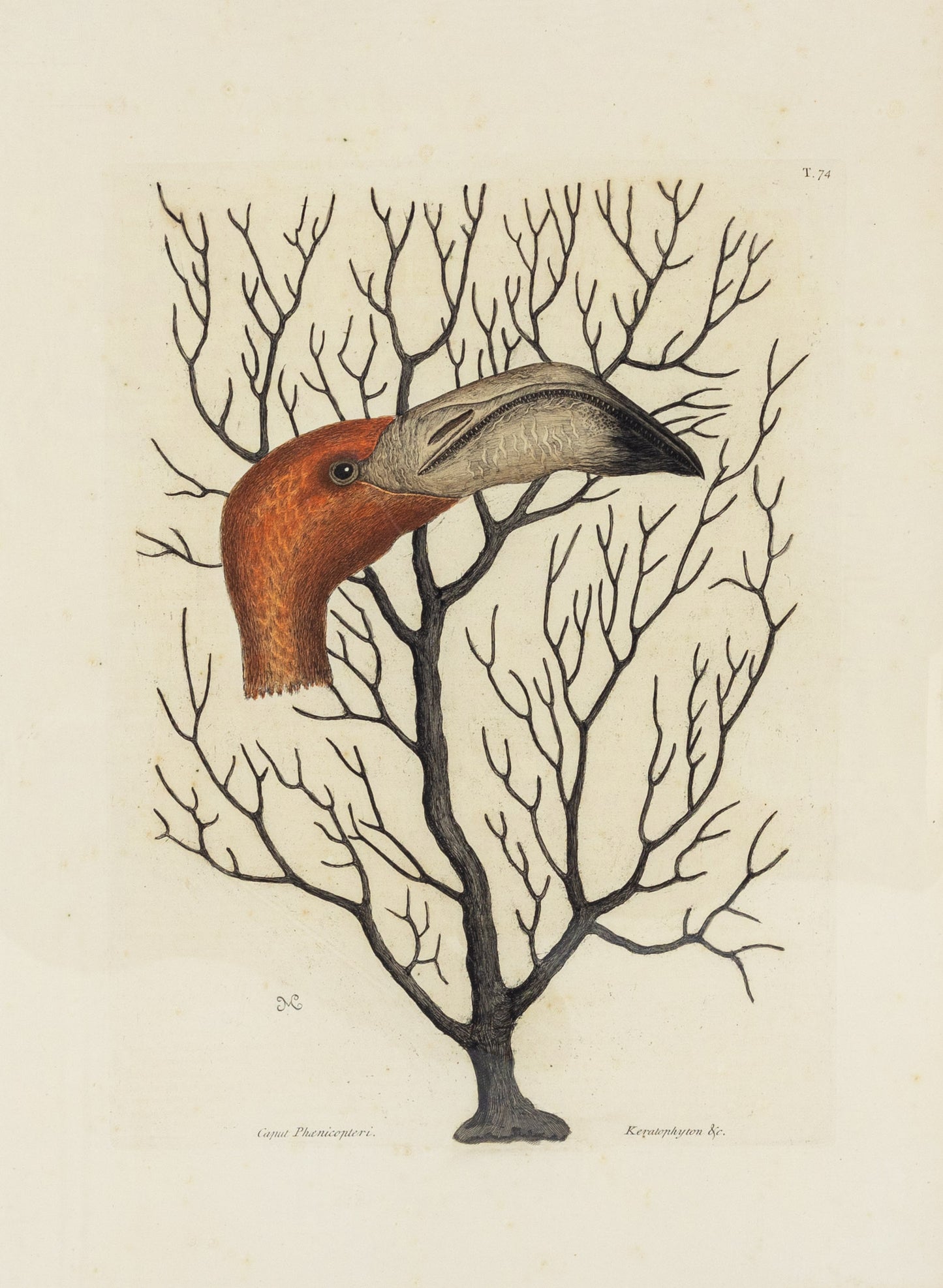 Catesby, Mark. Vol.I, Tab. 74, The Bill of the Flamingo in its full Dimension