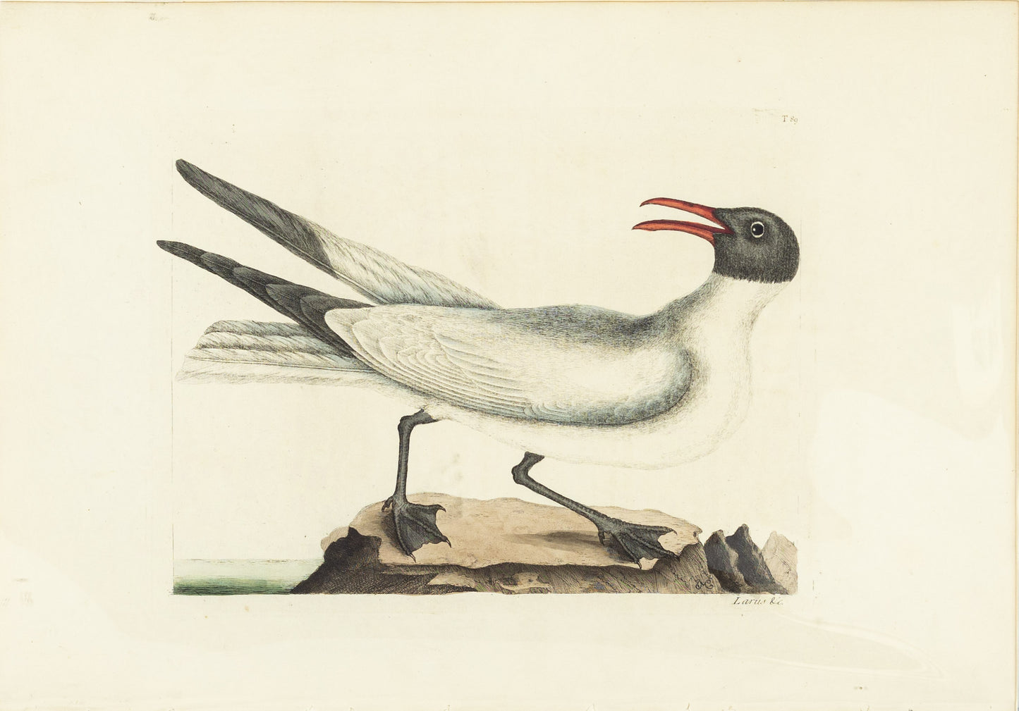 Catesby, Mark. Vol.I, Tab. 89, The Laughing Gull
