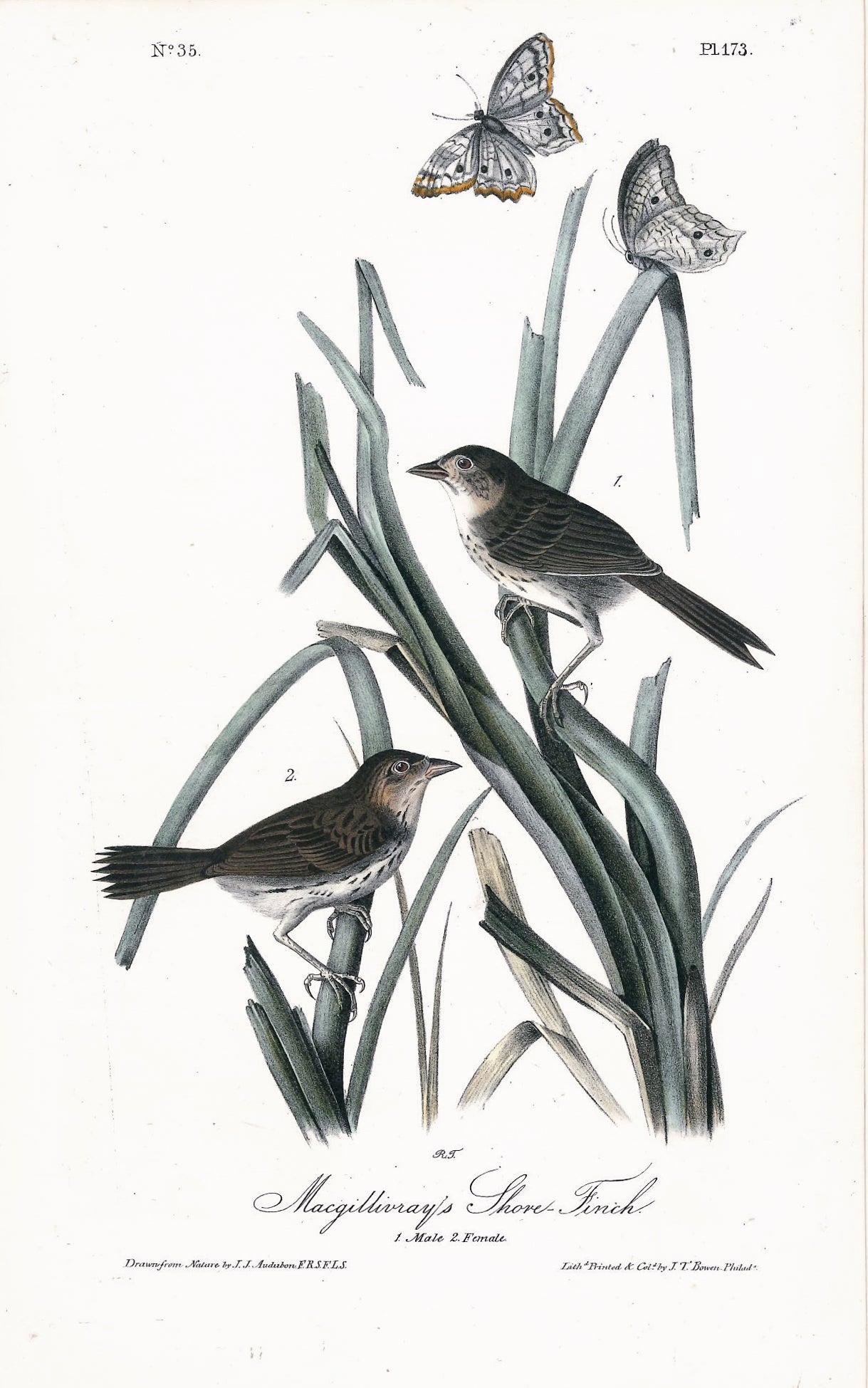 AUDUBON, John James (1785 - 1851), Macgillivray's Shore Finch (Plate 173), 1839-1844