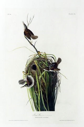 John James Audubon (1785-1851), Plate XCVIII Marsh Wren