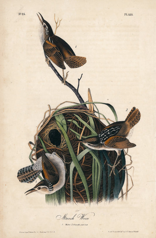 AUDUBON, John James (1785 - 1851), Marsh Wren (Plate 123), 1839-1844