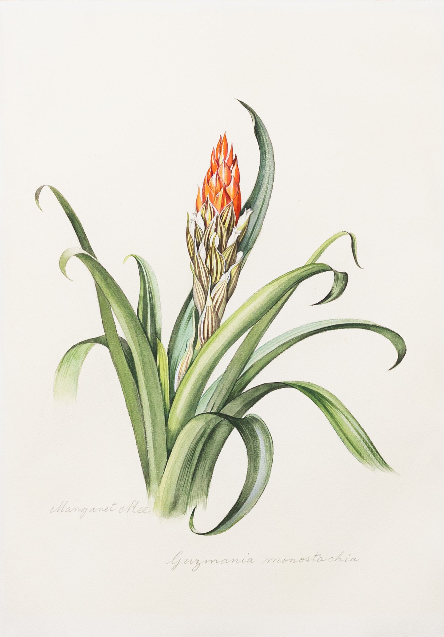 MARGARET MEE (BRITISH, 1909-1988) Guzmania monostachia (Tufted Airplant)