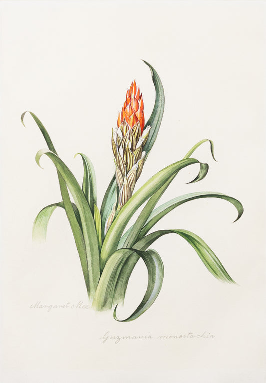 MARGARET MEE (BRITISH, 1909-1988) Guzmania monostachia (Tufted Airplant)
