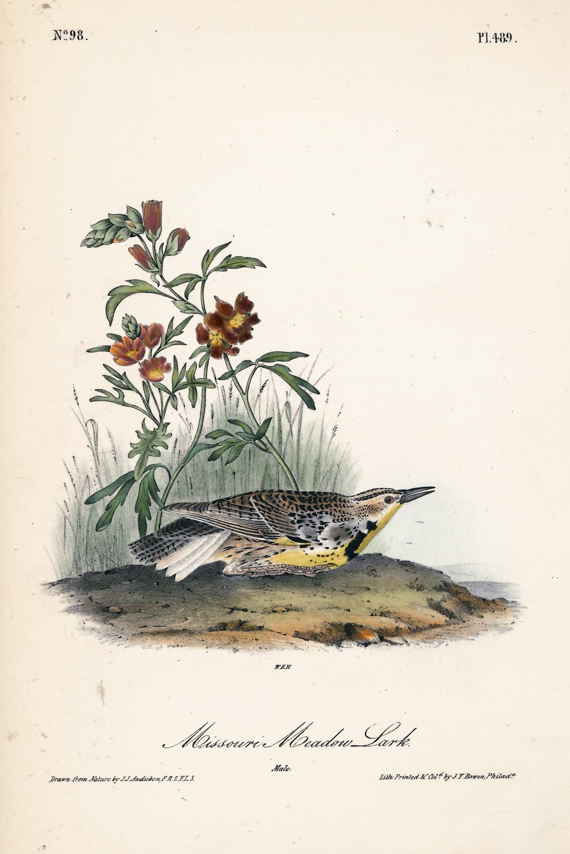 AUDUBON, John James (1785 - 1851), Missouri Meadow Lark (Plate 489), 1839-1844