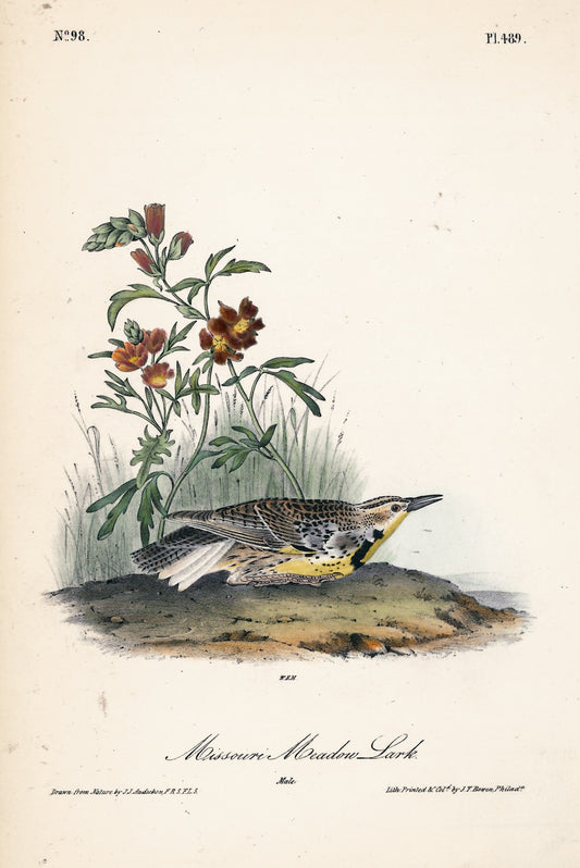 AUDUBON, John James (1785 - 1851), Missouri Meadow Lark (Plate 489), 1839-1844