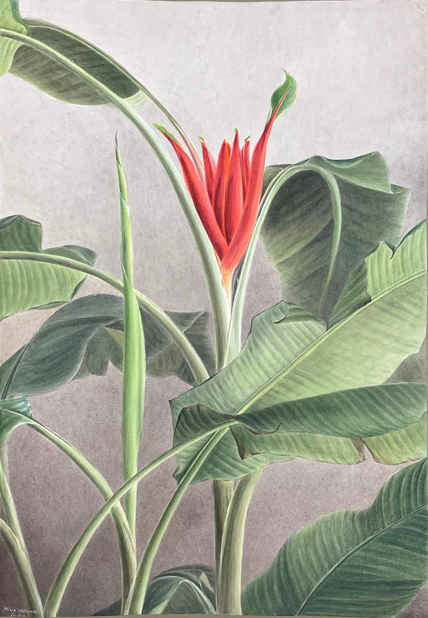 Musa coccinea