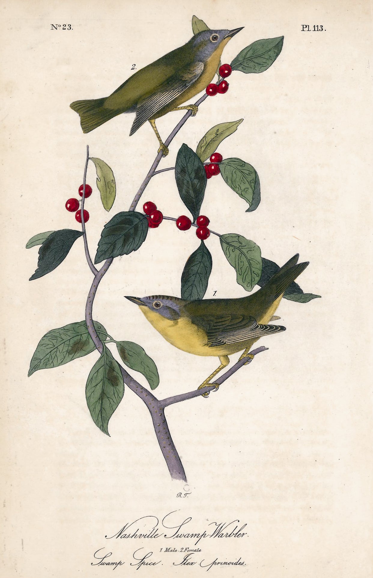 AUDUBON, John James (1785 - 1851), Nashville Swamp Warbler (Plate 113), 1839-1844