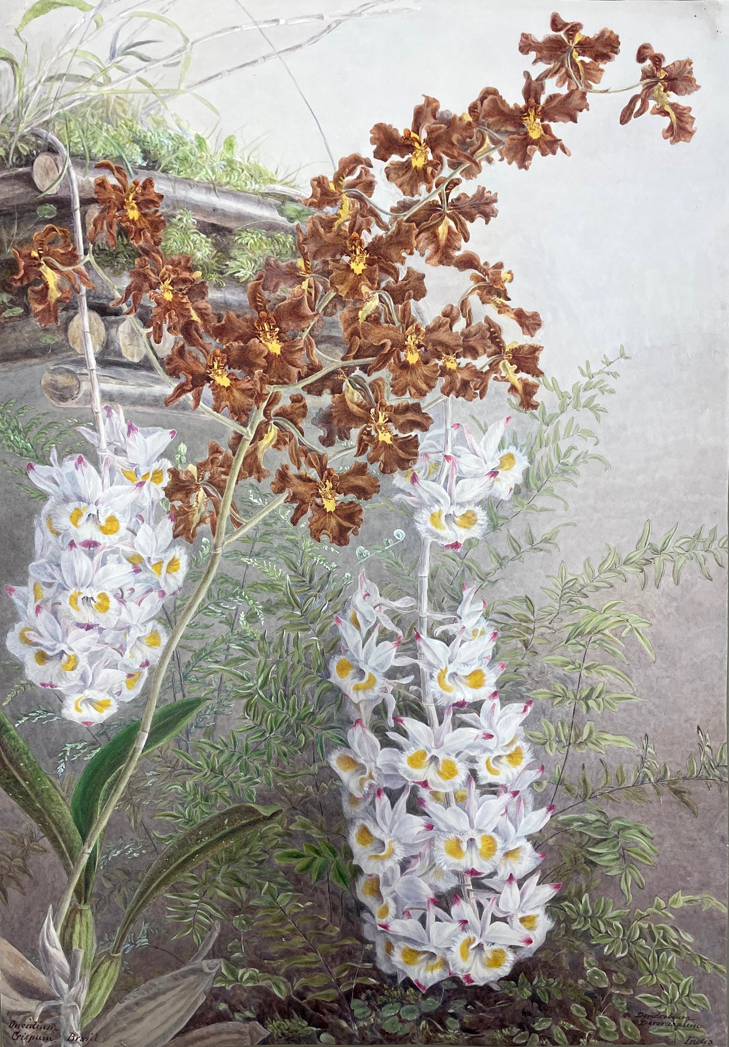 Oncidium Crispum Brazil