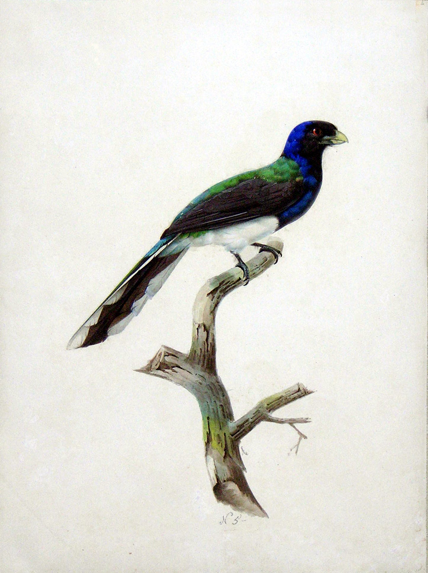 AUGUSTE PELLETIER (FRENCH, FL.1800-1847) White-tailed Trogon