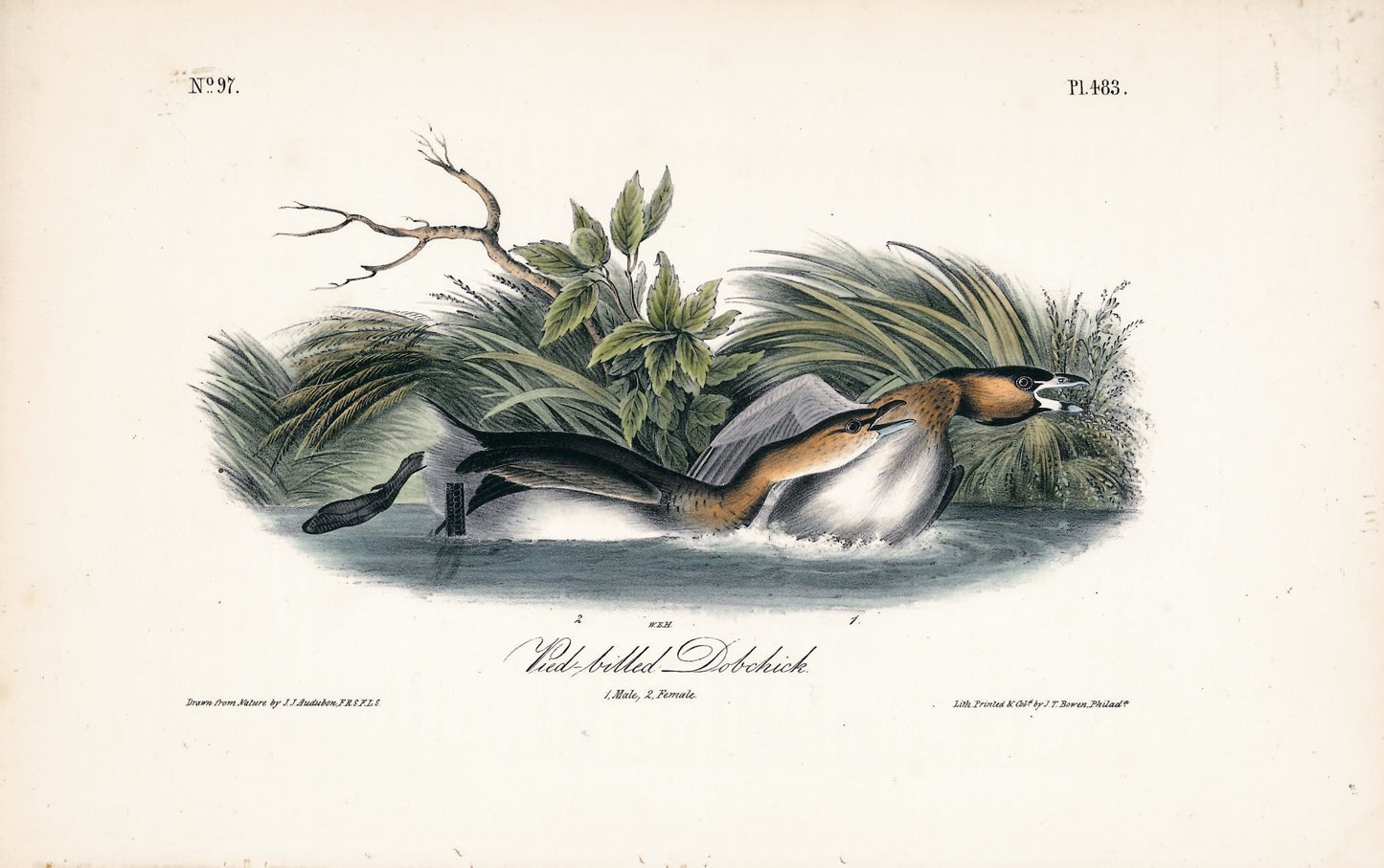 AUDUBON, John James (1785 - 1851), Pied-Billed Dobchick (Plate 483), 1839-1844