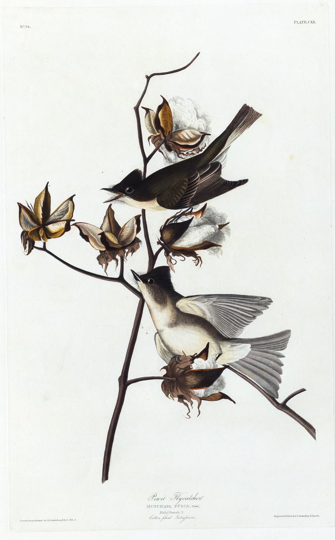 John James Audubon (1785-1851), Plate 120 Pewit Flycatcher