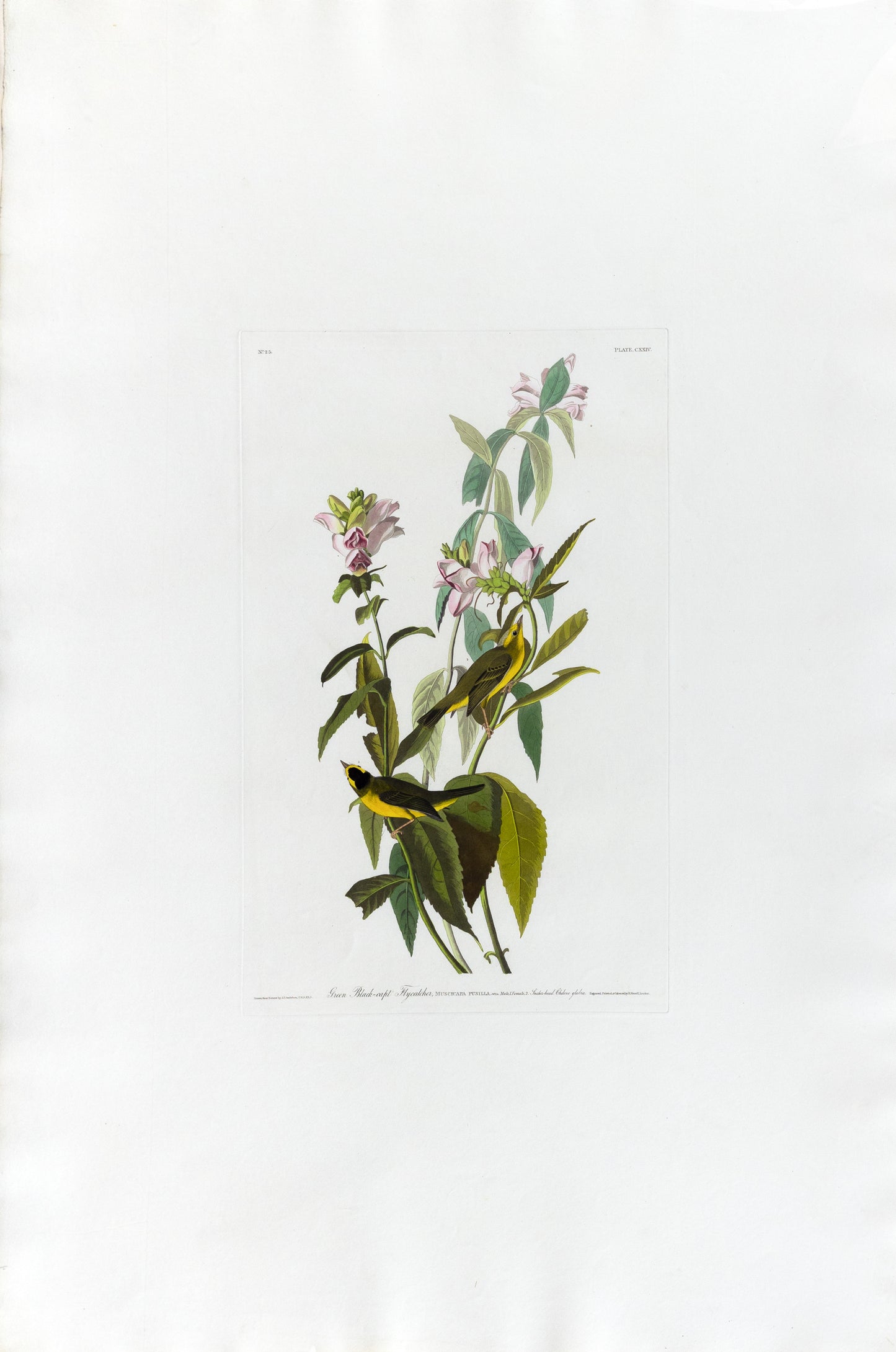 John James Audubon (1785-1851), Plate CXXIV Green Black-Capt Flycatcher