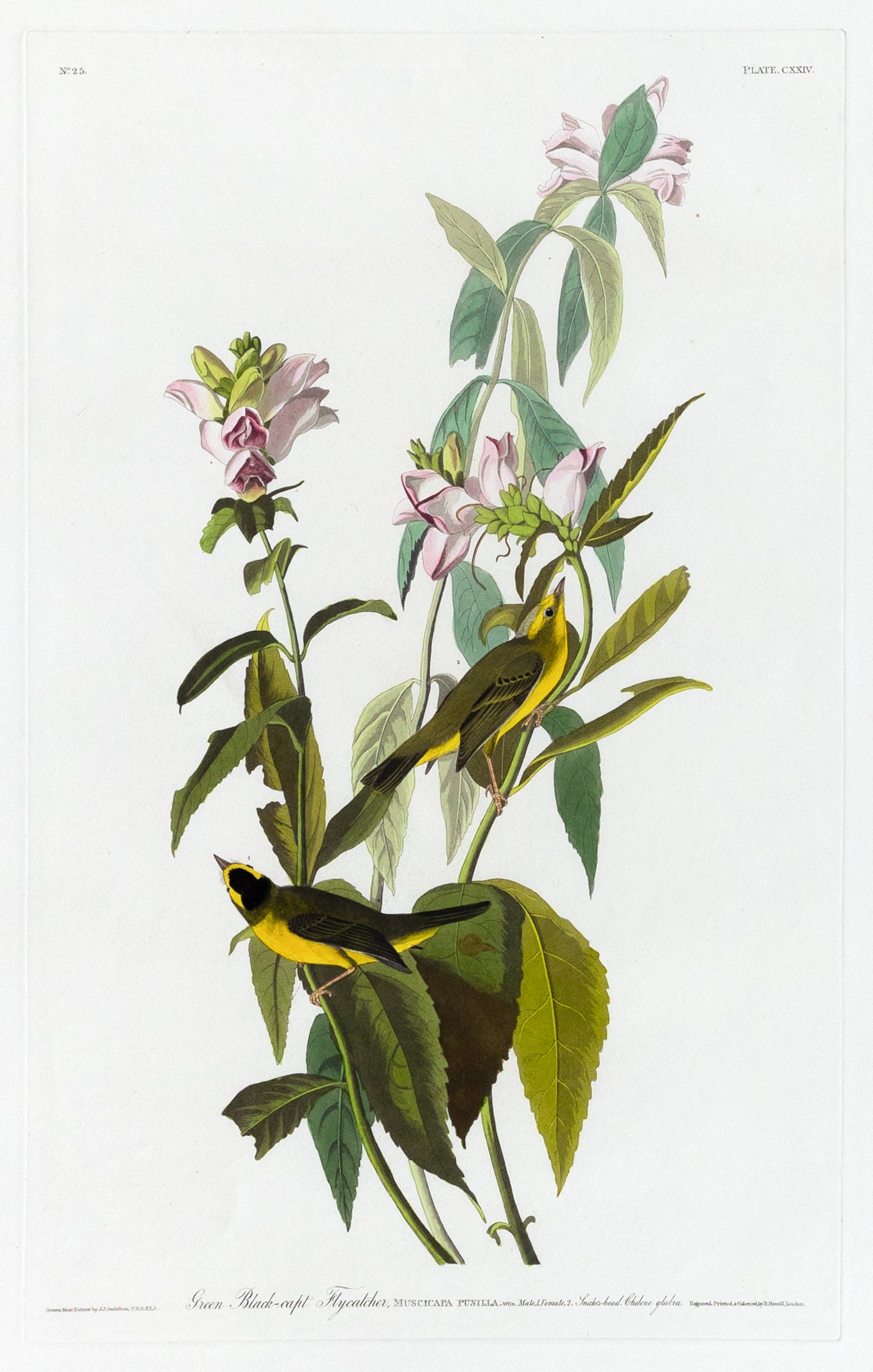 John James Audubon (1785-1851), Plate CXXIV Green Black-Capt Flycatcher