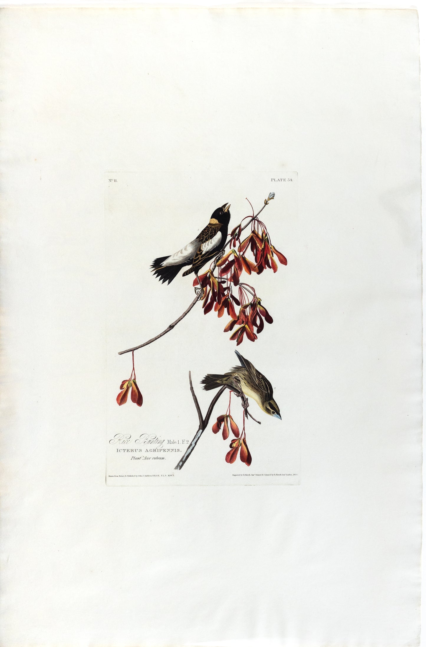 John James Audubon (1785-1851), Plate LIV Rice Bunting