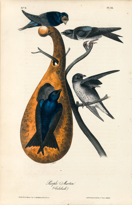 AUDUBON, John James (1785 - 1851), Purple Martin (Plate 45), 1839-1844
