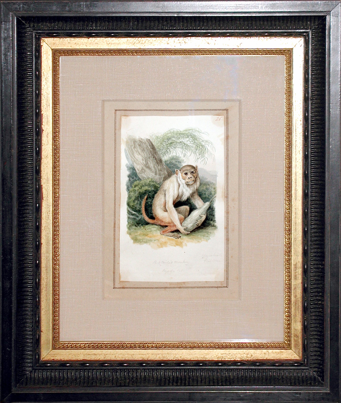 SAMUEL HOWITT (BRITISH, 1765-1822) Red-tailed Monkey. Size of a Cat.