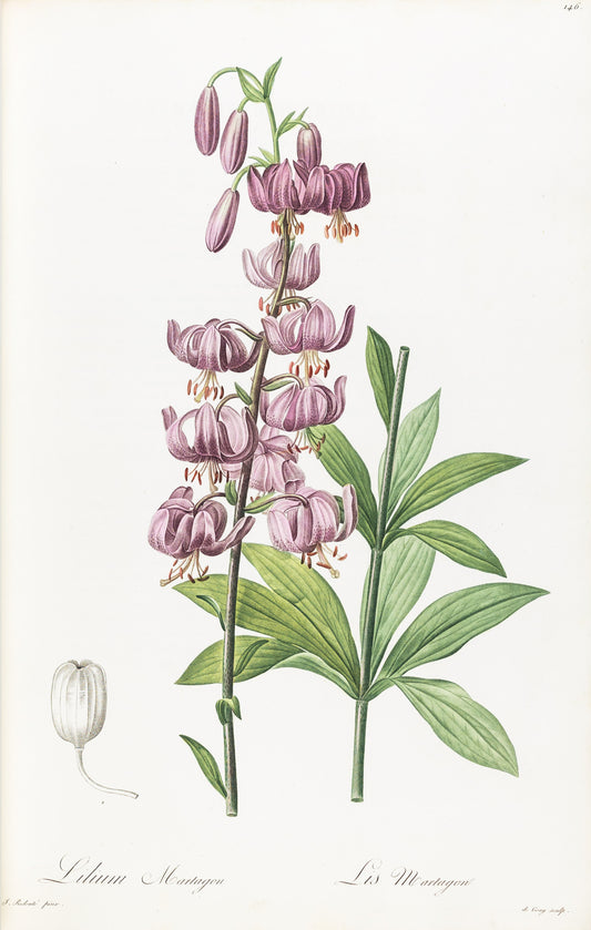 REDOUTÉ, Pierre-Joseph (1759-1840). Lilium Martagen, Turks Cap, Plate 146.