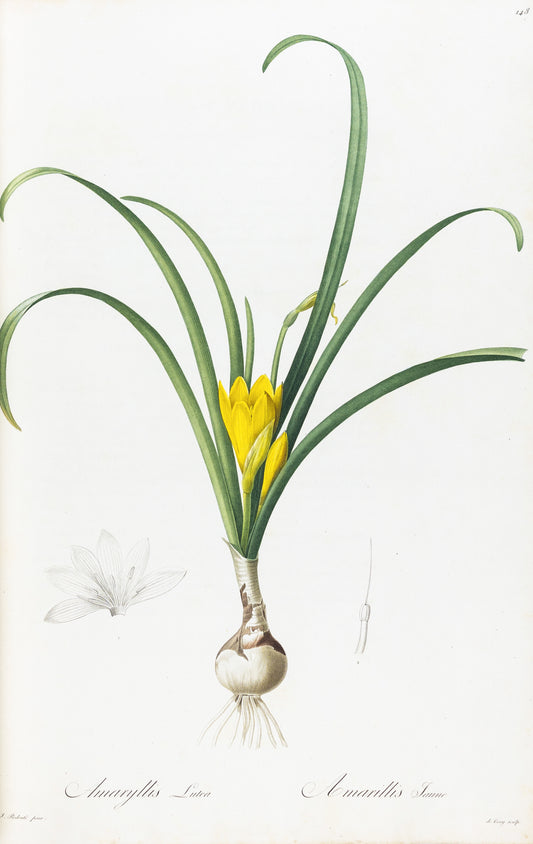 REDOUTÉ, Pierre-Joseph (1759-1840). Amaryllis Lutea, Yellow Amaryllis, Plate 148.