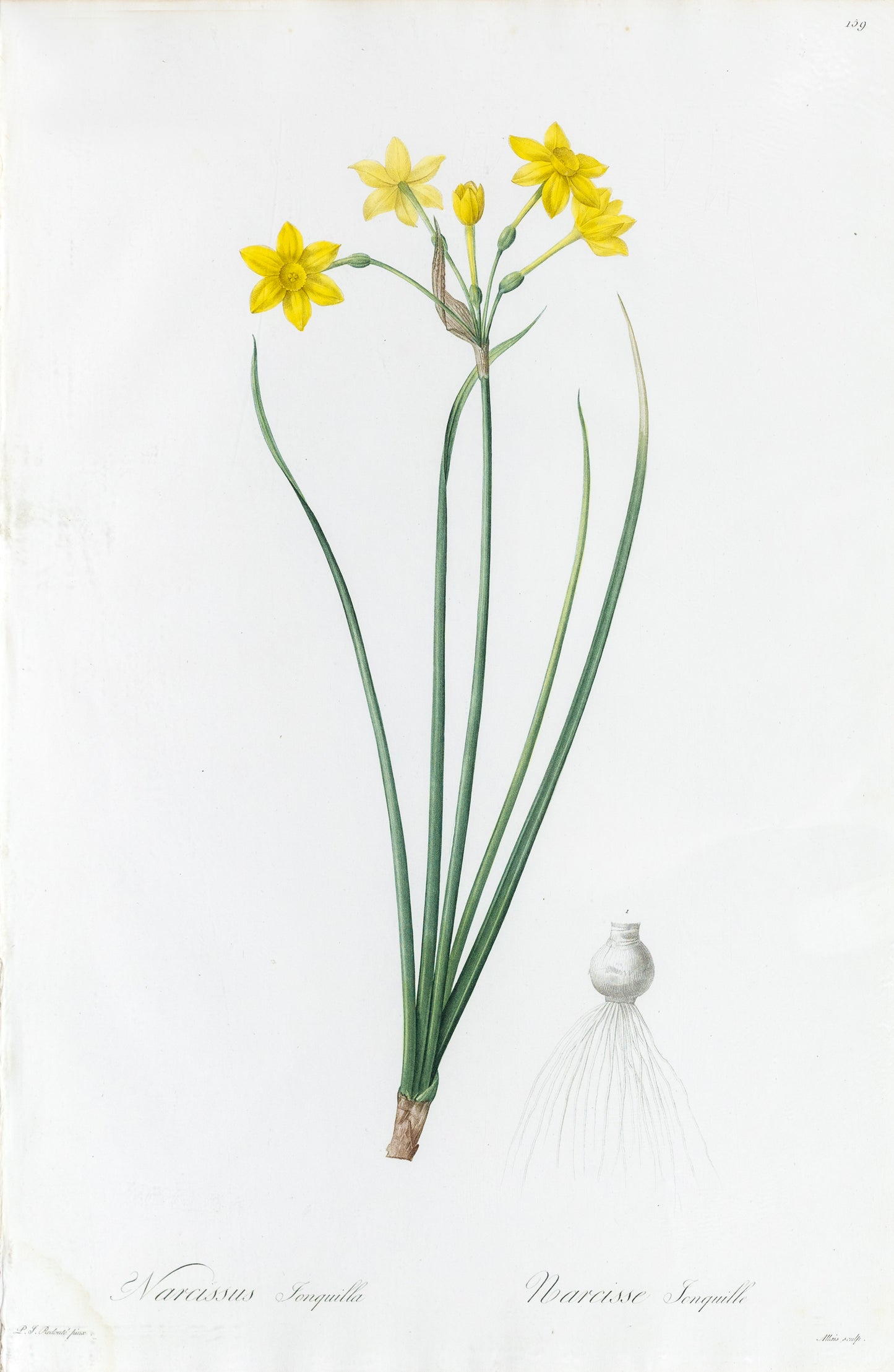 REDOUTÉ Pierre-Joseph (1759-1840). Plate #159: Narcissus jonquilla (Rush Daffodil)