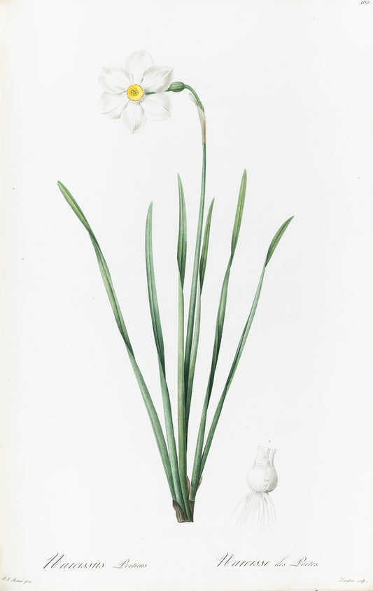 REDOUTÉ, Pierre-Joseph (1759-1840). Narcissus Poeticus, Poets Narcissus, Plate 160.
