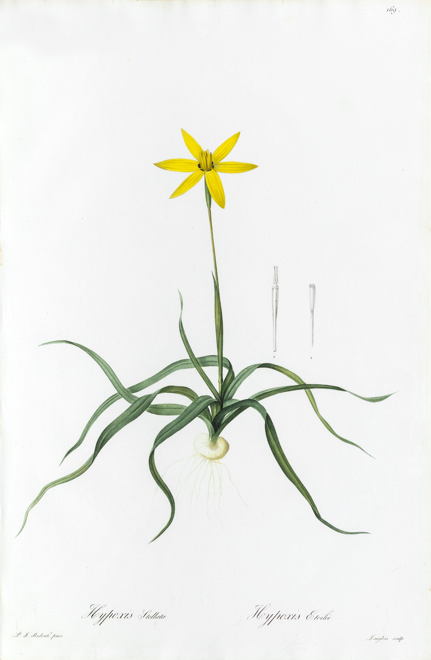 REDOUTÉ Pierre-Joseph (1759-1840). Plate #169: Hypoxis Stellata (Peacock Flower)