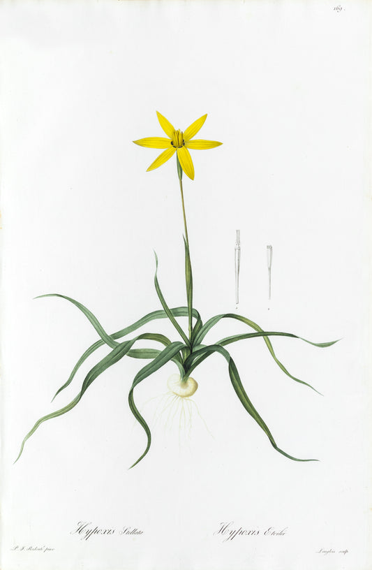 REDOUTÉ Pierre-Joseph (1759-1840). Plate #169: Hypoxis Stellata (Peacock Flower)