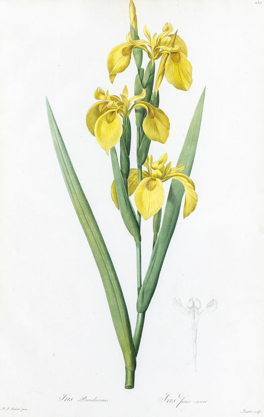 REDOUTÉ Pierre-Joseph (1759-1840). Plate #235: Iris Pseudacorus (Yellow Iris)
