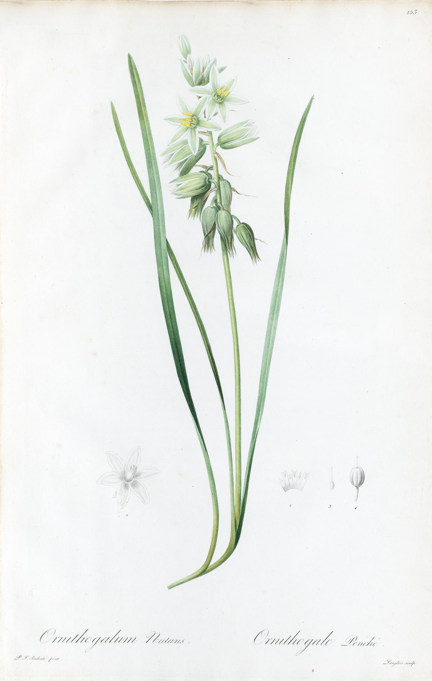 REDOUTÉ Pierre-Joseph (1759-1840). Plate #253: Ornithogalum Nutans (Drooping Star of Bethlehem)