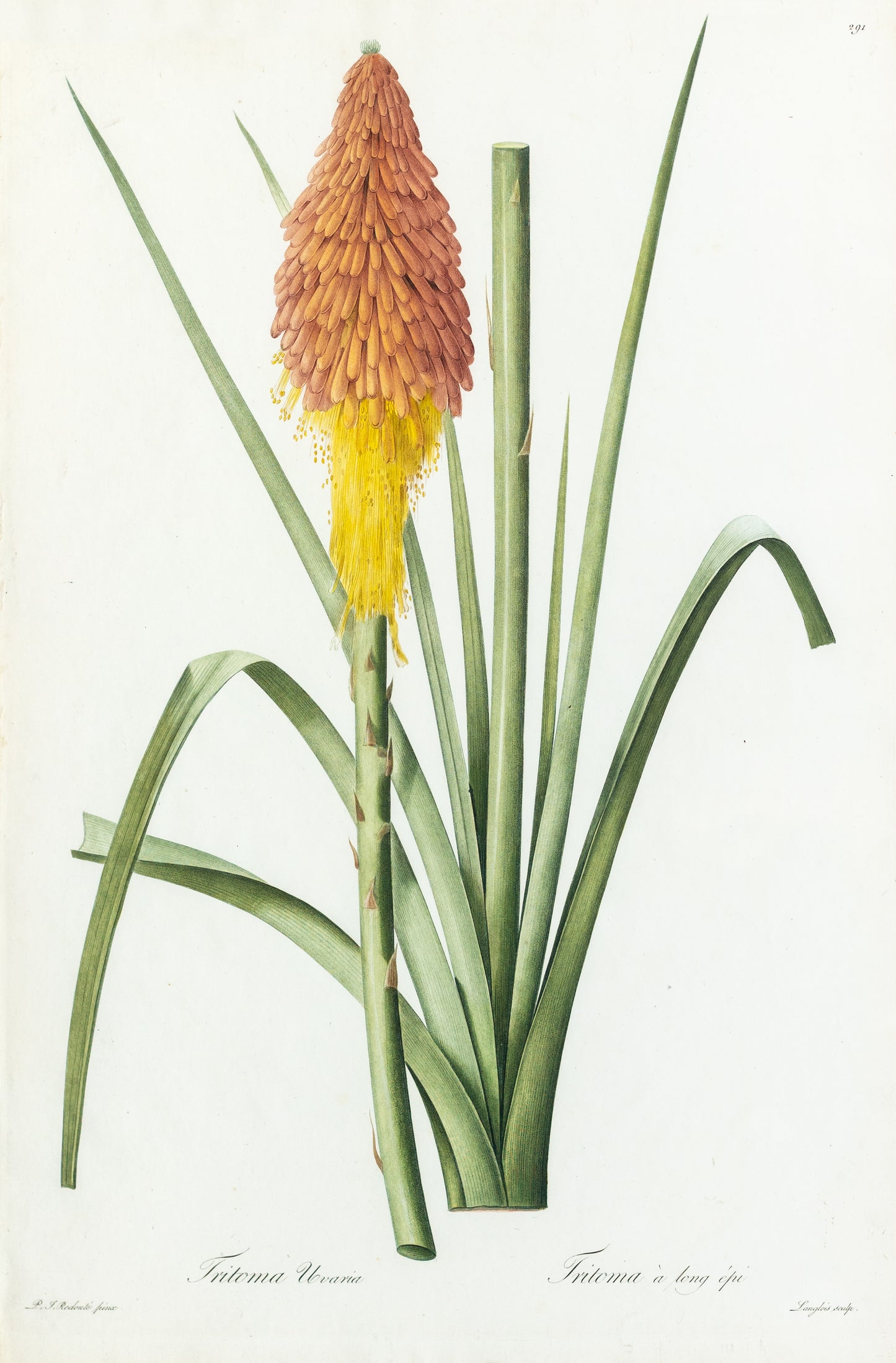 REDOUTÉ Pierre-Joseph (1759-1840). Plate #291:Tritoma Uvaria (Red Hot Poker)