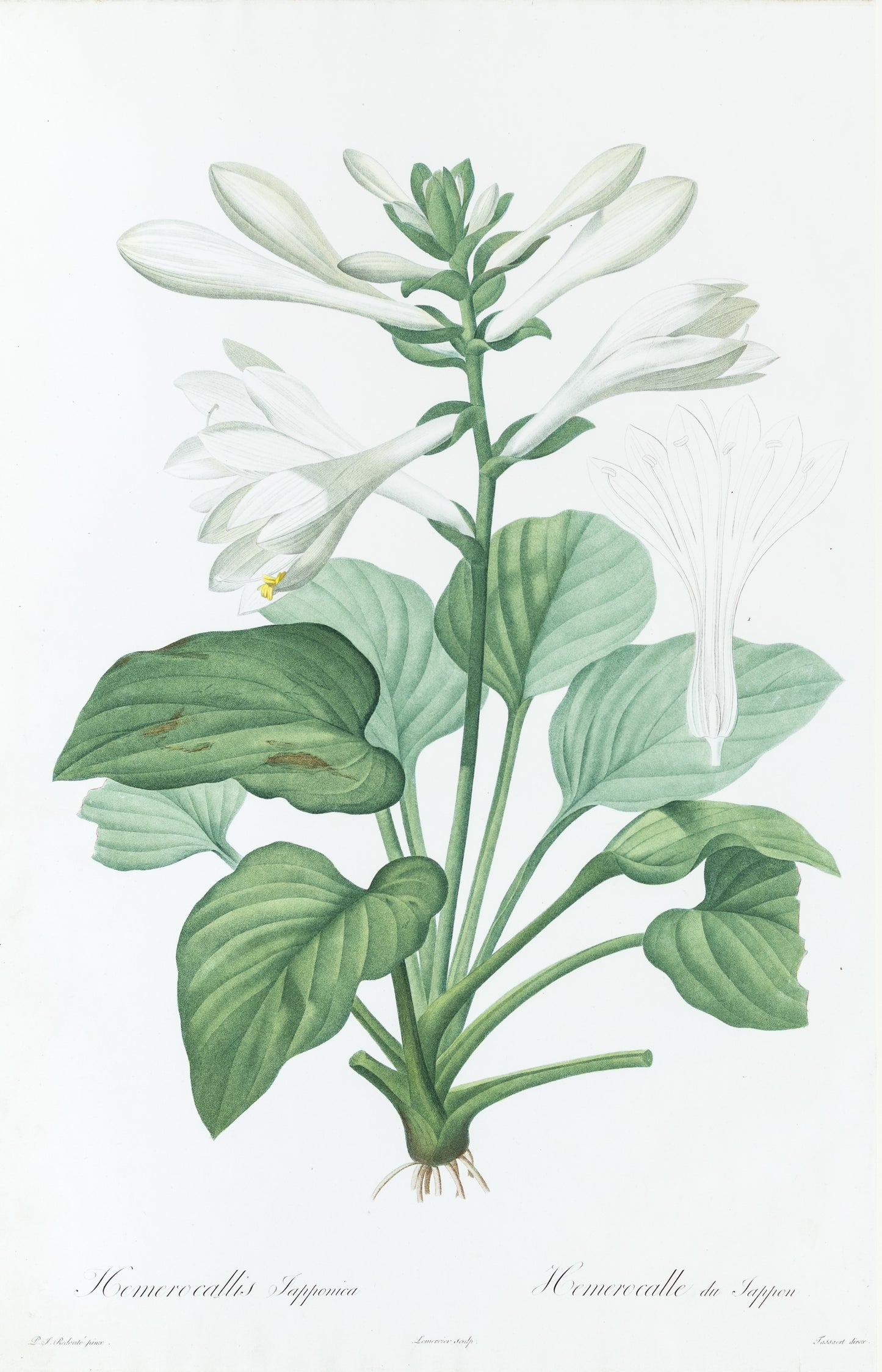 REDOUTÉ Pierre-Joseph (1759-1840). Plate #3: Hemerocallis japonica (August Lily)