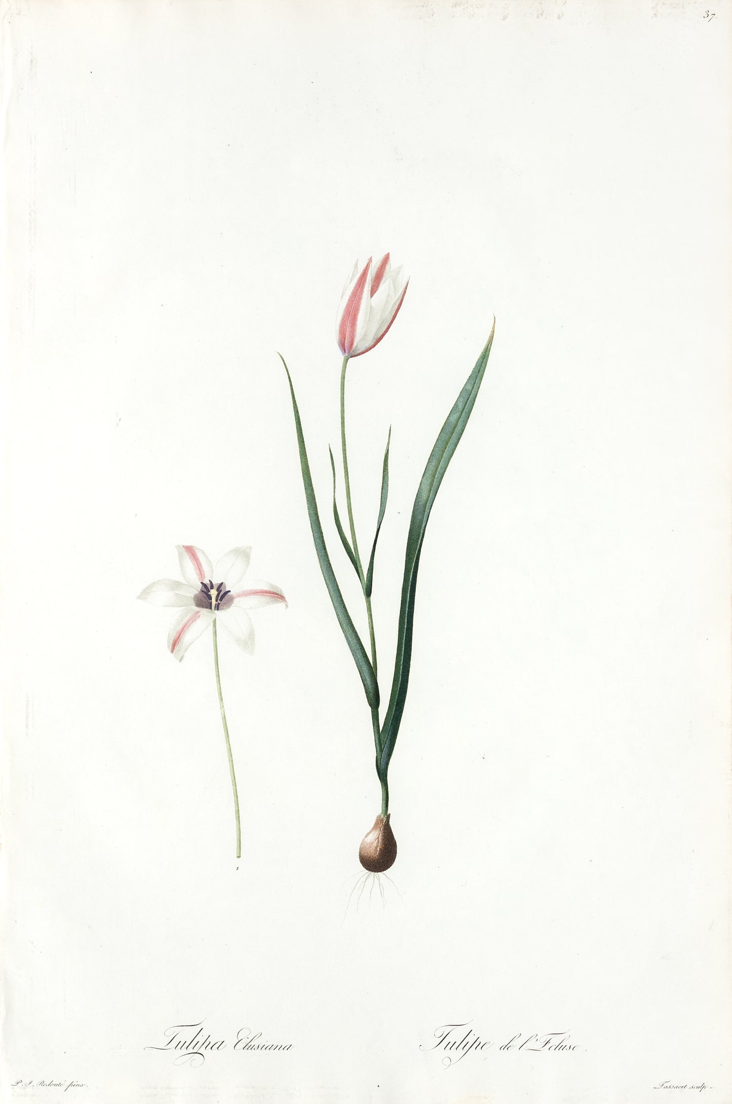 REDOUTÉ Pierre-Joseph (1759-1840). Plate #37: Tulipa Clusiana (Lady Tulip)