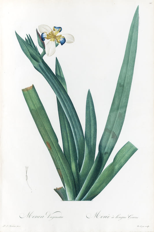 REDOUTÉ Pierre-Joseph (1759-1840). Plate #56: Moroea Vaginata