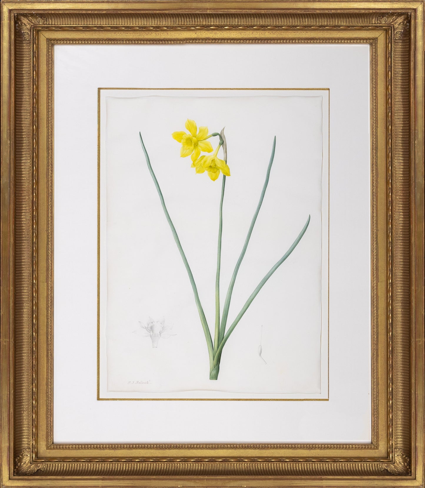 Redouté, Pierre-Joseph. "Fragrant Daffodil". Prepared for Les Liliacées, ca. 1802-1816.