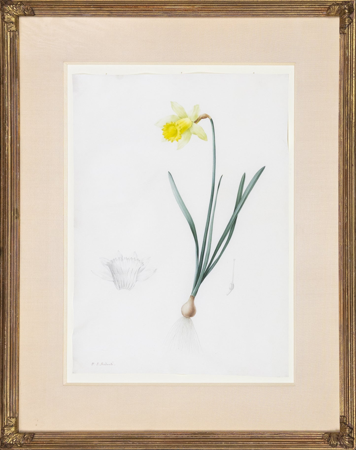 Redouté, Pierre-Joseph. "Lent Lily". Prepared for Les Liliacées, ca. 1802-1816.