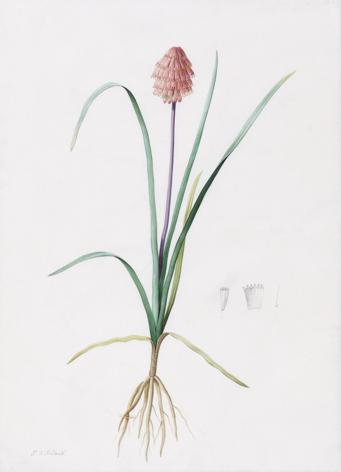 Redouté, Pierre-Joseph. "Abyssinian Kniphofia". Prepared for Les Liliacées, ca. 1802-1816.