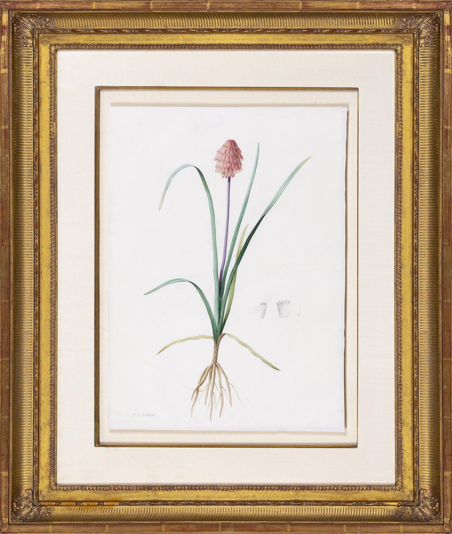 Redouté, Pierre-Joseph. "Abyssinian Kniphofia". Prepared for Les Liliacées, ca. 1802-1816.