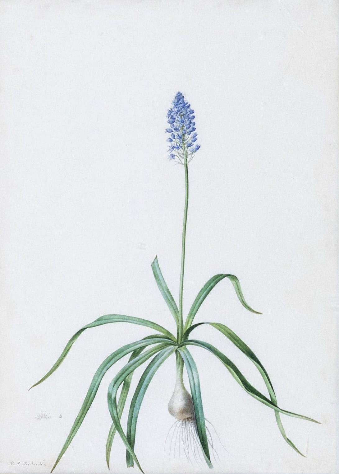 Redouté, Pierre-Joseph. "Italian Squill". Prepared for Les Liliacées, ca. 1802-1816.