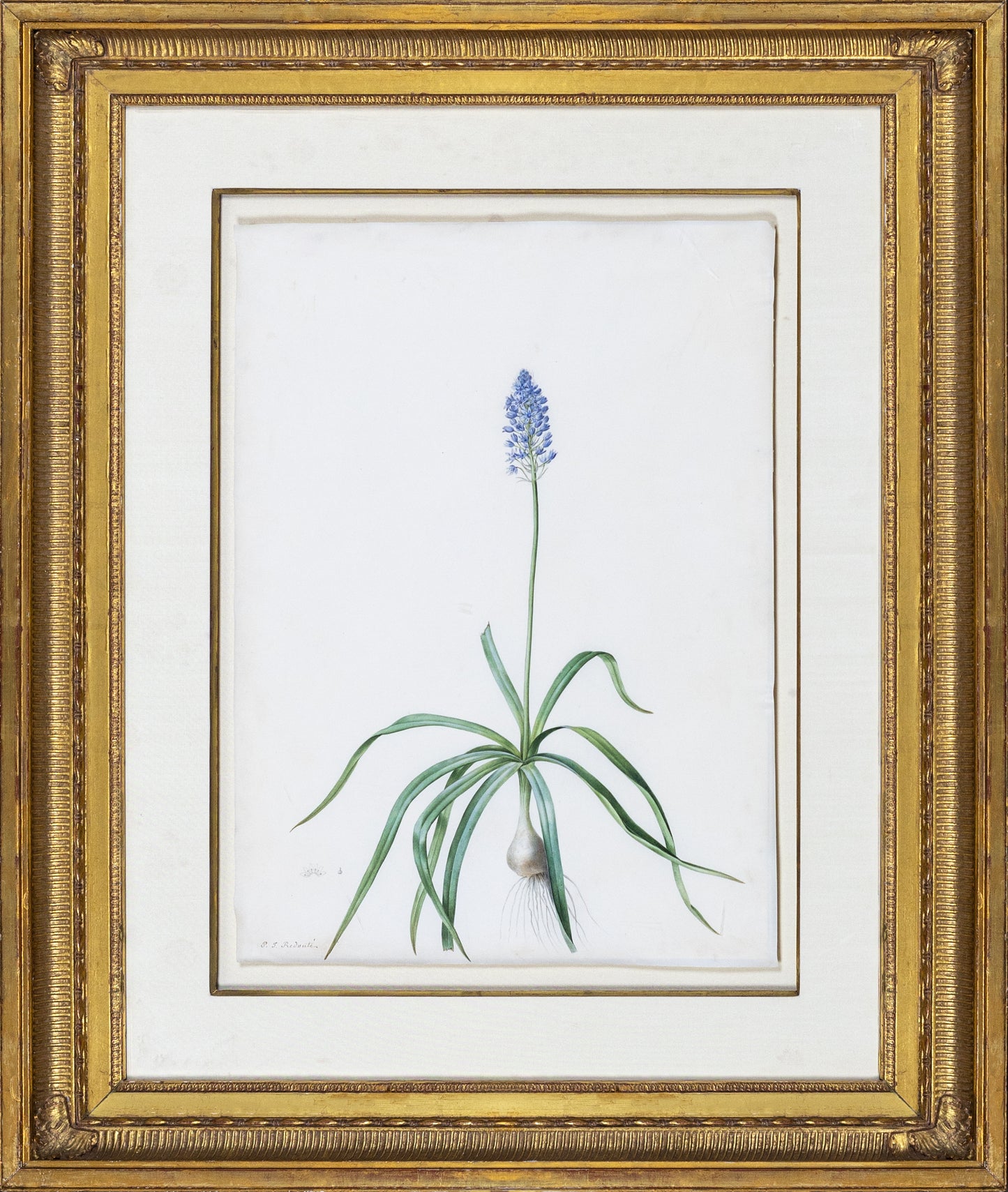 Redouté, Pierre-Joseph. "Italian Squill". Prepared for Les Liliacées, ca. 1802-1816.