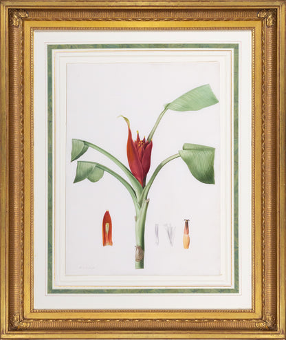 Redouté, Pierre-Joseph. "Wild or Red-flowered Banana". Prepared for Les Liliacées, ca. 1802-1816.
