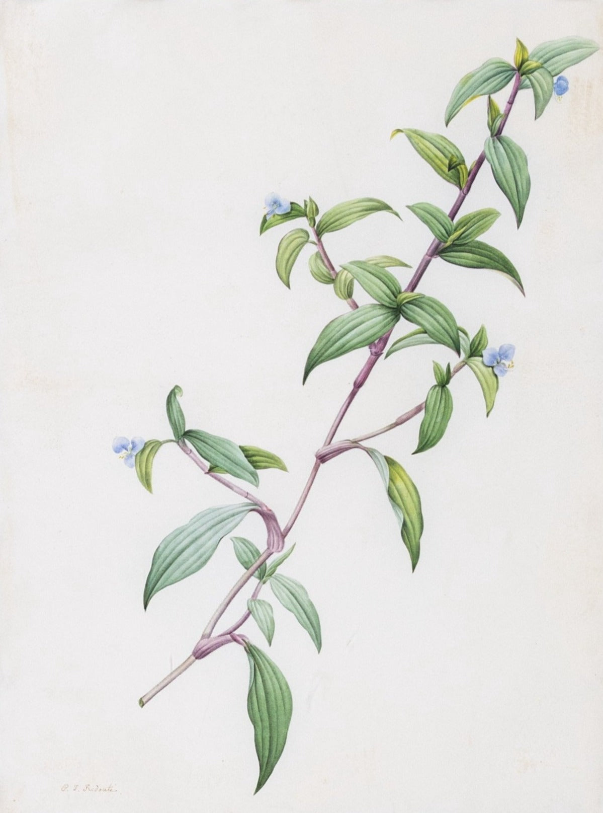 Redouté, Pierre-Joseph. "Pale Commeline". Prepared for Les Liliacées, ca. 1802-1816.