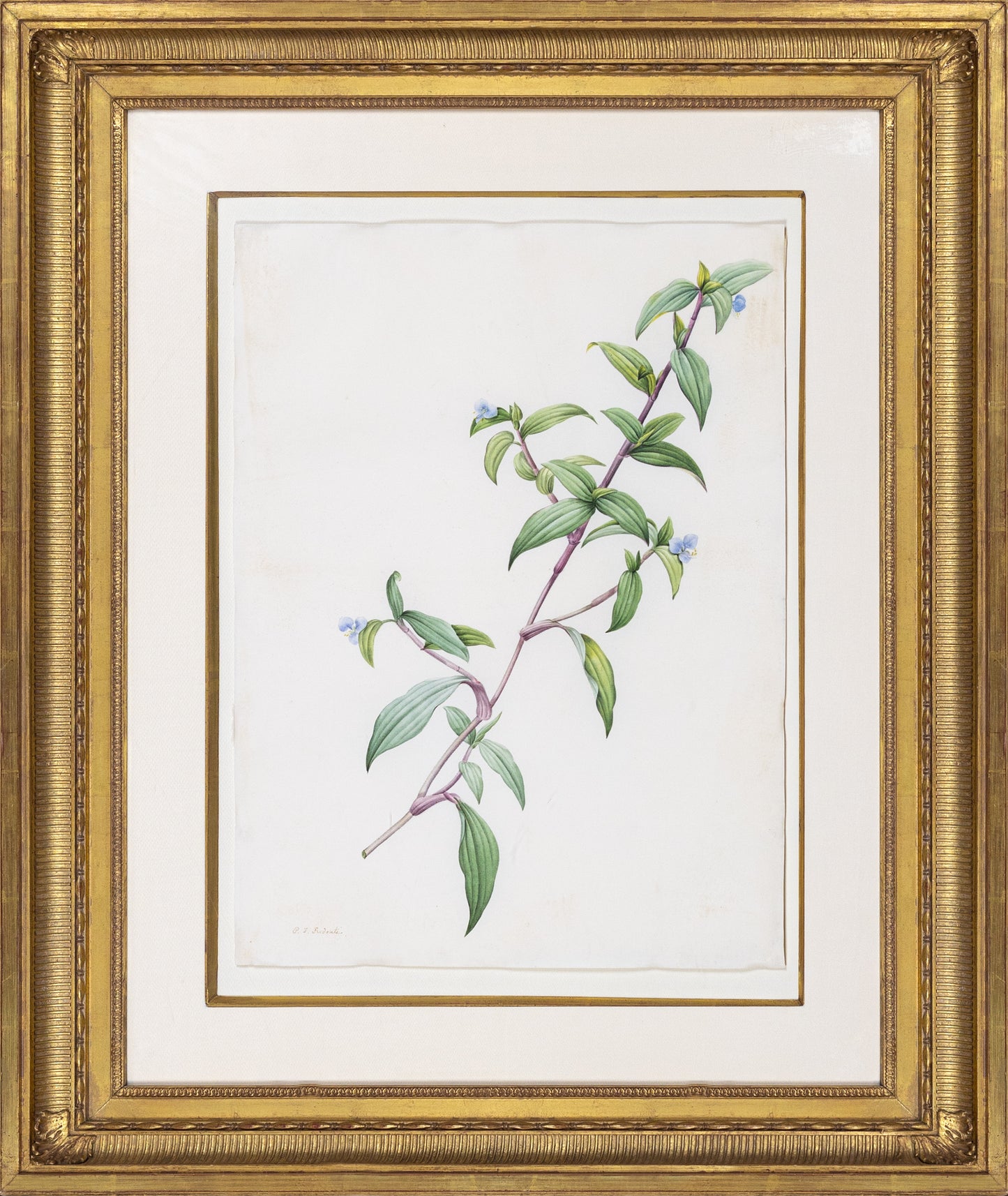 Redouté, Pierre-Joseph. "Pale Commeline". Prepared for Les Liliacées, ca. 1802-1816.