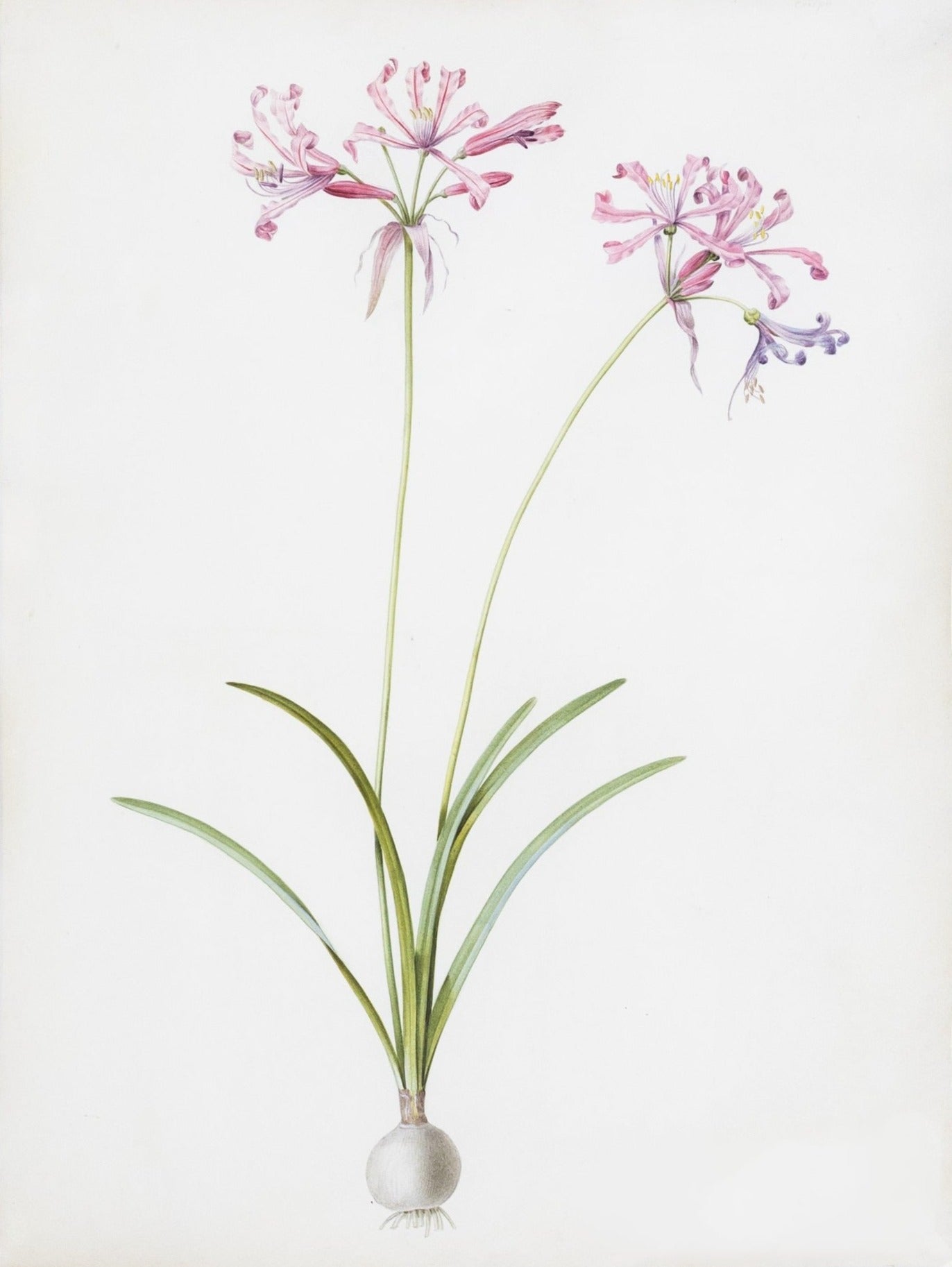 Redouté, Pierre-Joseph. "Mountain Lily". Prepared for Les Liliacées, ca. 1802-1816.