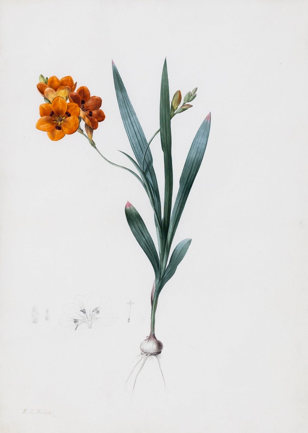 Redouté, Pierre-Joseph. "Burnt Tritonia". Prepared for Les Liliacées, ca. 1802-1816.