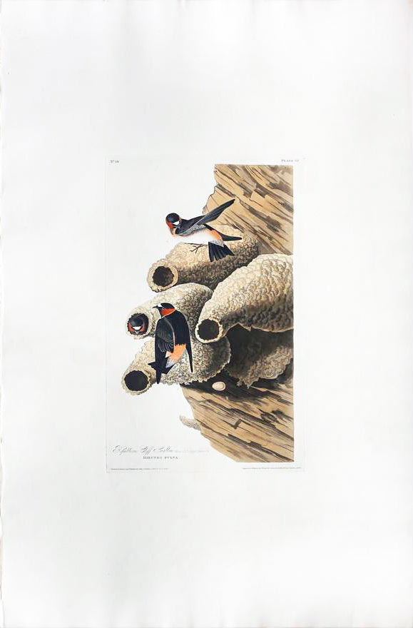 John James Audubon (1785-1851), Plate LXVIII Republican Cliff Swallow