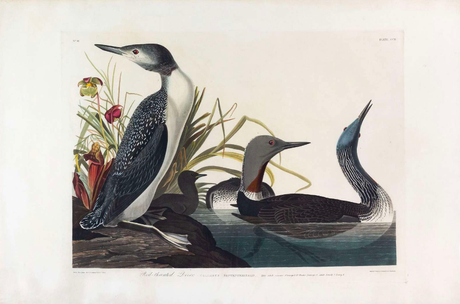 AUDUBON, John James (1785 - 1851), Red-Throated Diver, (Plate 202), 1827–1838