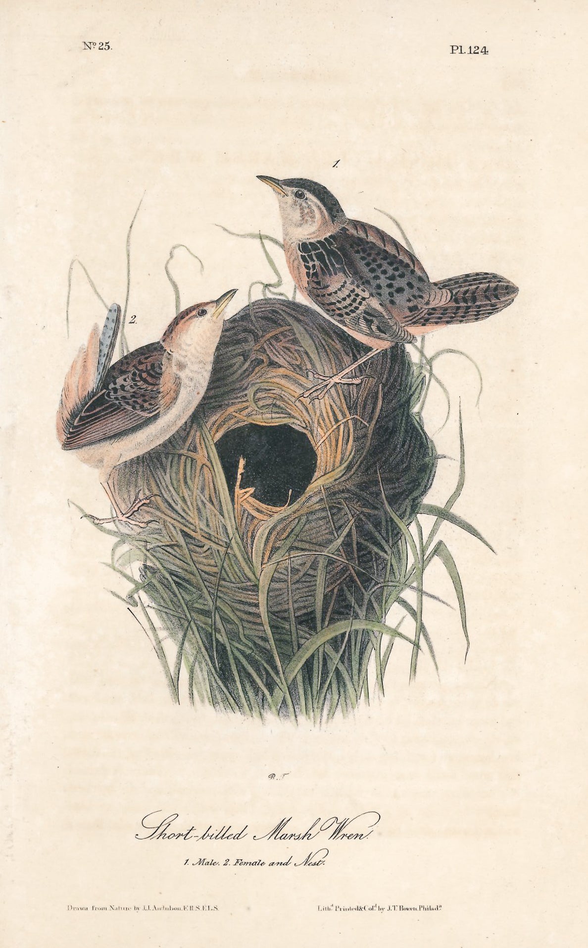 AUDUBON, John James (1785 - 1851), Short-Billed Marsh Wren (Plate 124), 1839-1844