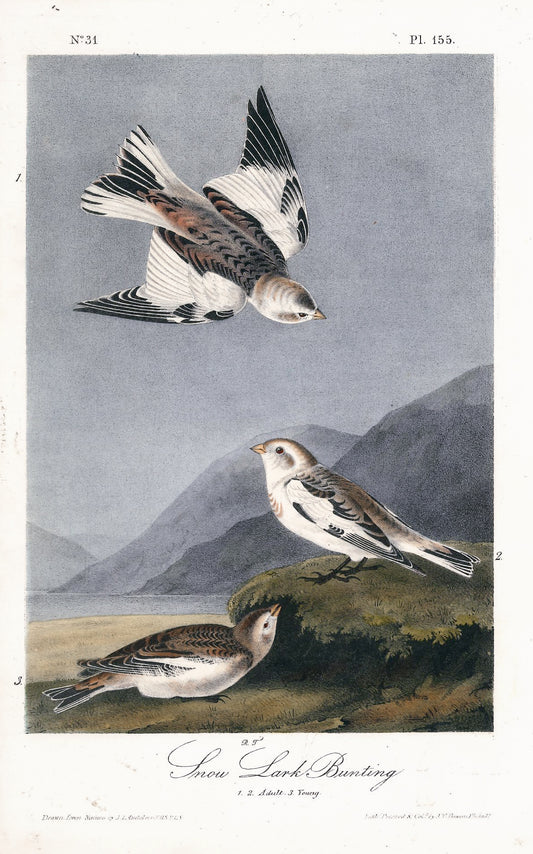 AUDUBON, John James (1785 - 1851), Snow Lark Bunting (Plate 155), 1839-1844